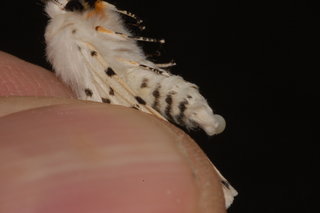 Estigmene acrea, Salt Marsh Moth, female