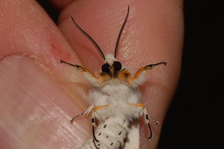 Estigmene acrea, Salt Marsh Moth, female
