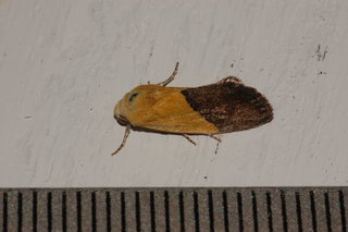 Ponometia semiflava, Half-yellow Moth