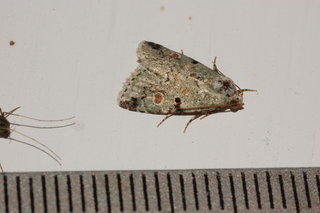 Maliattha concinnimacula, Red-spotted Lithacodia
