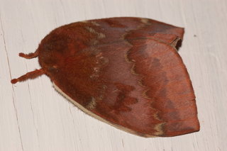 Automeris io, Io Moth, female