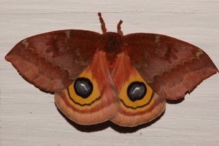 Automeris io, Io Moth, female