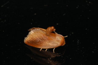 Tortricidia testacea, Early Button Slug Moth