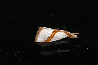 Vaxi critica, Straight-lined Argyria Moth