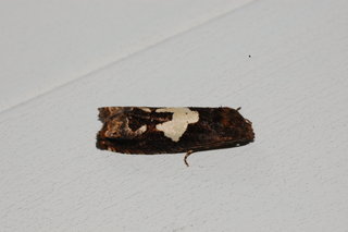 Epiblema otiosana, Bidens Borer Moth