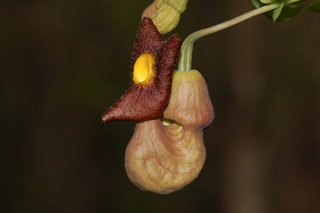 Aristolochia macrophylla, Dutchmans-pipe