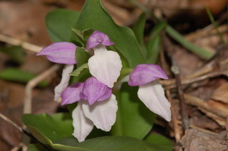 Galearis spectabilis, Showy Orchis