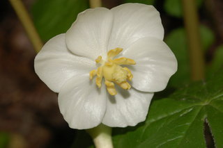 Podophyllum peltatum, Mayapple