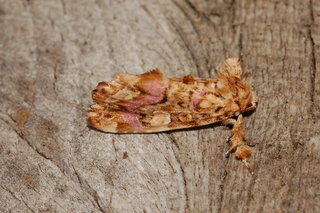 Callopistria mollissima, Pink-shaded Fern Moth