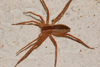 Pisaurina mira, Nursery Web Spider, female