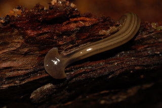 Bipalium kewense, Invasive Land Flatworm