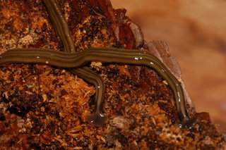 Bipalium kewense, Invasive Land Flatworm