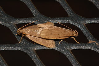 Autosticha kyotensis, Kyoto Moth, 2, mating