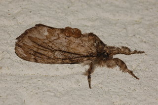 Dasychira atrivenosa, Tussock Moth
