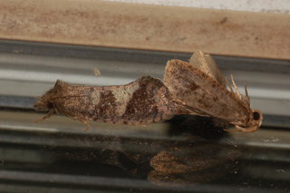 Acrolophus texanella, Texas Grass Tubeworm Moth, 2, mating