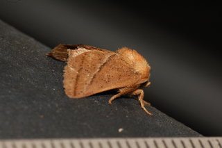 Natada nasoni, Nasons Slug Moth