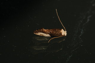 Monopis longella, Pavlovskis Monopis Moth