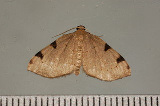 Heterophleps triguttaria, Three-spotted Fillip Moth