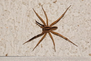 Rabidosa rabida, Rabid Wolf Spider, male