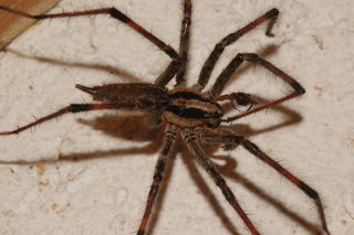 Agelenopsis pennsylvanica, Pennsylvania Grass Spider, maybe, male