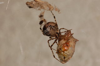 Tidarren sisyphoides, with stink bug