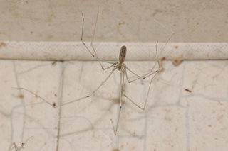 Pholcus phalangioides, Longbodied Cellar Spider