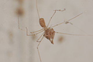 Pholcus phalangioides, Longbodied Cellar Spider, feeding on Tidarren sisyphoides