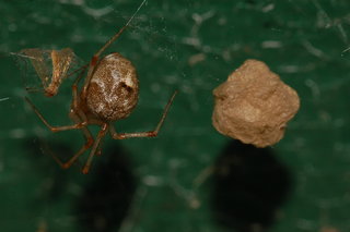 Parasteatoda tepidariorum, Common House Spider