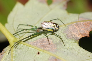 Leucauge venusta, Orchard Spider