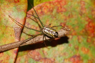 Leucauge venusta, Orchard Spider