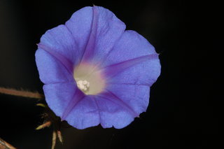 Ipomoea hederacea, Ivy-leafed Morning-glory