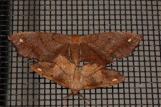 Hypagyrtis esther, Esther Moth, maybe, 2, mating