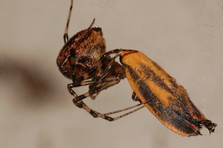 Tidarren sisyphoides, feeding on Hypoprepia fuscosa, Painted Lichen Moth