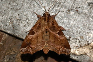 Callopistria floridensis, Florida Fern Moth