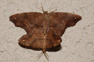 Hypagyrtis esther, Esther Moth, mating, 2