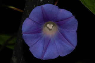 Ipomoea hederacea, Ivy-leafed Morning-glory