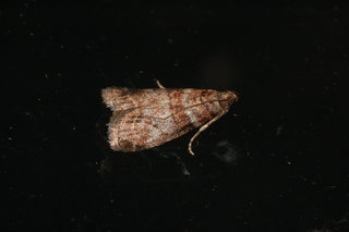 Sciota uvinella, Sweetgum Leafroller Moth
