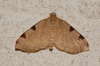 Heterophleps triguttaria, Three-spotted Fillip Moth