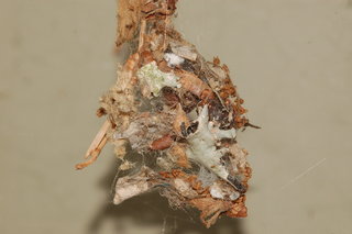 Tidarren sisyphoides, web with lichen nest