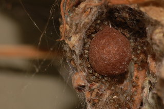 Tidarren sisyphoides, web with lichen nest, inside with egg sac and spiderlings