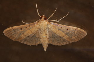 Herpetogramma bipunctalis, Southern Beet Webworm Moth