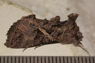 Ctenoplusia oxygramma, Sharp-stigma Looper Moth