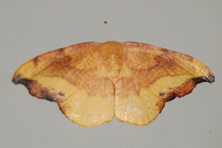 Oreta rosea, Rose Hooktip Moth
