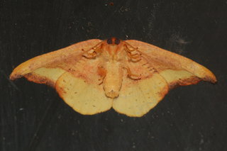 Oreta rosea, Rose Hooktip Moth, underside