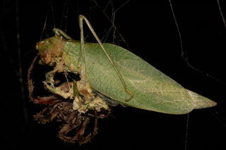 Neoscona crucifera, Spotted Orbweaver, eating katydid