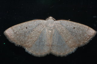 Lomographa glomeraria, Gray Spring Moth