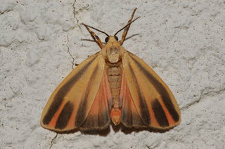 Hypoprepia fucosa, Painted Lichen Moth