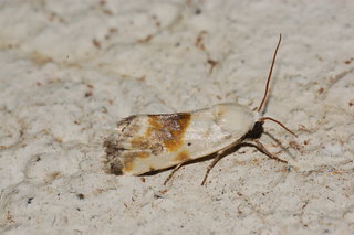 Ponometia candefacta, Olive-shaded Bird-dropping Moth