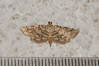 Lygropia rivulalis, Bog Lygropia Moth