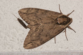 Ceratomia catalpae, Catalpa Sphinx Moth